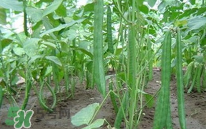 刀豆什么時候播種？刀豆幾月份播種