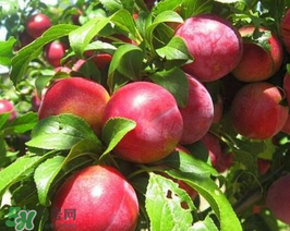 油桃怎么保存不會(huì)變軟？油桃怎么保存時(shí)間長(zhǎng)？