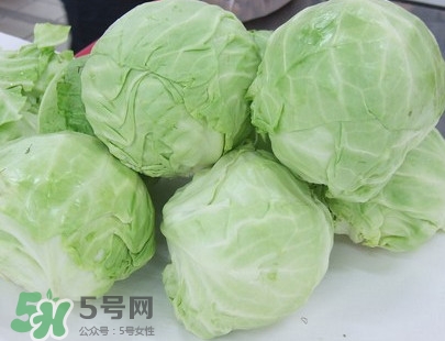 圓白菜是卷心菜嗎？圓白菜是不就是卷心菜