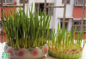 六月份可以種蒜嗎？大蒜一年可以種幾次？