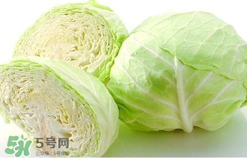 圓白菜是卷心菜嗎？圓白菜是不就是卷心菜