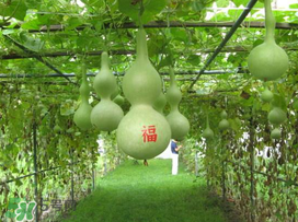 六月份可以種葫蘆嗎？葫蘆幾月份種？