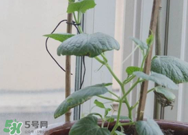六月份可以種葫蘆嗎？葫蘆幾月份種？