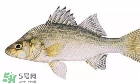 鱸魚(yú)怎么做好吃又簡(jiǎn)單？清蒸鱸魚(yú)的做法