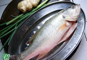 鱸魚是海鮮嗎？鱸魚是不是海鮮？