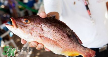 鱸魚(yú)刺多嗎？鱸魚(yú)適合做給寶寶吃嗎？