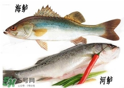 海鱸魚多少錢一斤2017？淡水鱸魚多少錢一斤？