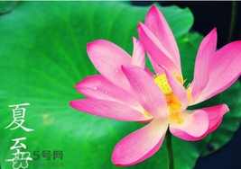 夏至是入伏嗎？夏至后多久入伏？