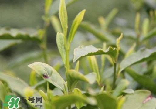 喝信陽毛尖有什么好處？信陽毛尖是紅茶還是綠茶？