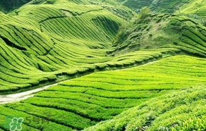 信陽毛尖產(chǎn)地在哪里？信陽毛尖主要產(chǎn)在哪些地方