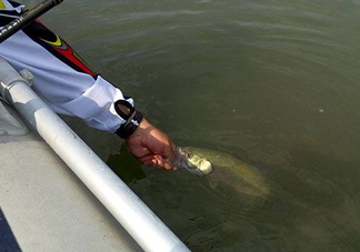 釣海鱸魚什么時候最好？釣海鱸魚用什么樣的魚餌？