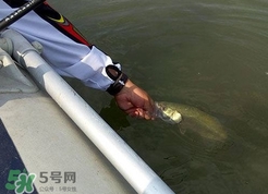 釣海鱸魚什么時候最好？釣海鱸魚用什么樣的魚餌？