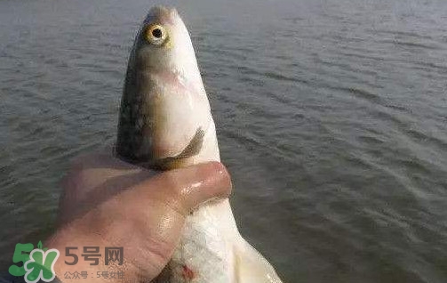 釣海鱸魚什么時候最好？釣海鱸魚用什么樣的魚餌？