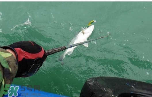 釣海鱸魚什么時候最好？釣海鱸魚用什么樣的魚餌？