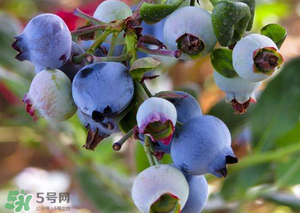 蘋果和藍(lán)莓能一起吃嗎？蘋果和藍(lán)莓干能一起吃嗎？