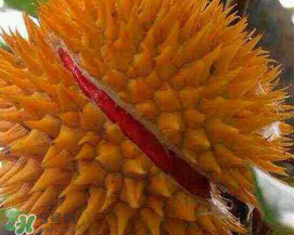 紅心榴蓮好吃嗎？紅心榴蓮和普通榴蓮哪個好吃?