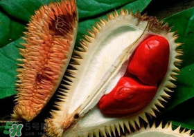 紅肉榴蓮是什么品種？紅色的榴蓮是什么品種？
