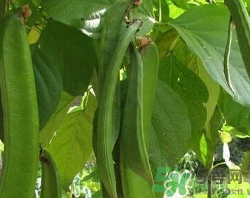 刀豆是蔬菜嗎？刀豆是蔬菜還是糧食？