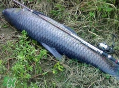 釣青魚怎么調(diào)漂圖解？釣青魚最佳調(diào)漂是幾目