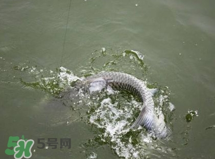 釣青魚怎么調(diào)漂圖解？釣青魚最佳調(diào)漂是幾目
