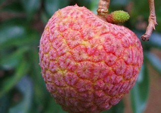 ? 掛綠荔枝多少錢一個(gè)？掛綠荔枝多少錢一斤2017