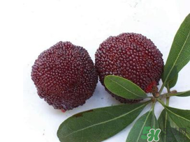 楊梅和櫻桃能一起吃嗎？楊梅可以和櫻桃一起吃嗎？