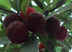 楊梅和芒果能一起吃嗎？吃完楊梅可以吃芒果嗎？