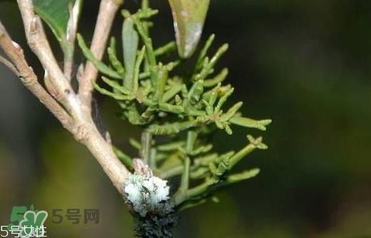什么是螃蟹腳茶？螃蟹腳茶的功效禁忌