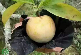 奈李什么時(shí)候成熟？奈李孕婦能吃嗎？