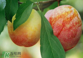 奈李什么時(shí)候成熟？奈李孕婦能吃嗎？