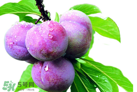 脆紅李什么時(shí)候成熟？脆紅李幾月成熟？