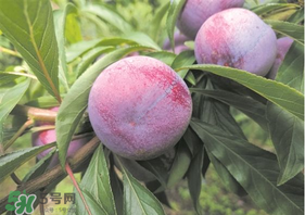 脆紅李什么時(shí)候成熟？脆紅李幾月成熟？