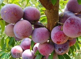 脆紅李什么時(shí)候成熟？脆紅李幾月成熟？