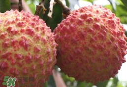 荔枝什么品種最好吃？什么品種的荔枝最貴