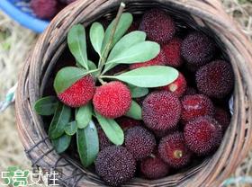 楊梅籽可以種嗎？楊梅籽怎么種小盆栽?？