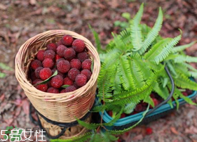 楊梅籽可以種嗎？楊梅籽怎么種小盆栽?？