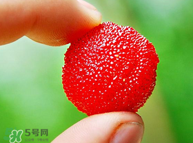 楊梅一天最多吃多少？楊梅一次能吃多少？