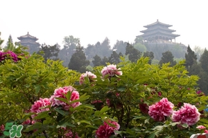 7月份去北京穿什么？七月份去北京穿衣搭配