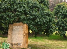 掛綠為什么只有一株？掛綠荔枝為什么不多種？