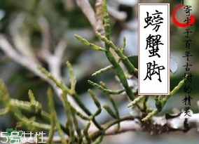 螃蟹腳茶哪些人不能喝？螃蟹腳茶哪些人能喝