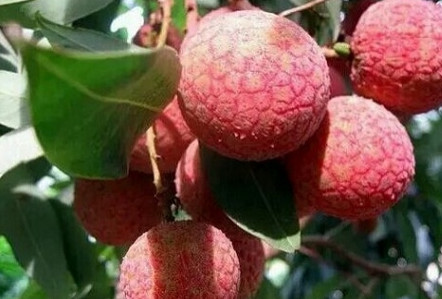 黑葉荔枝好吃嗎？黑葉荔枝多少錢一斤2017？
