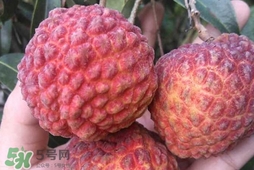 荔枝王是什么品種？荔枝王多少錢一斤2017？