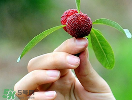 楊梅和花生能一起吃嗎？吃了楊梅還能吃生花生嗎？