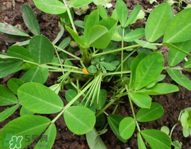 六月份還可以種花生嗎？六月份種花生可以嗎？