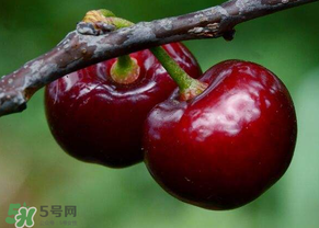 六月份還有櫻桃嗎？6月還有櫻桃嗎？