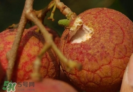 荔枝王的產(chǎn)地是哪里？荔枝王產(chǎn)地在哪兒