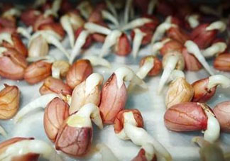 六月份還可以種花生嗎？六月份種花生可以嗎？