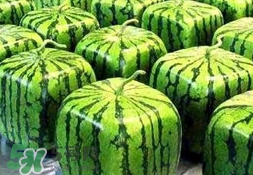 方形西瓜多少錢一斤2017？ 方形西瓜模具一個多少錢
