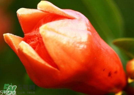 石榴花有毒嗎？石榴花能吃嗎？