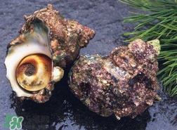 海螺怎樣吃才正確圖解？海螺哪里不能吃圖示